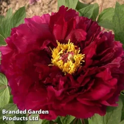 Tree Peony 'Mo Run Jue Lun'