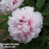 Tree Peony 'Xue Ying Tao Hua'