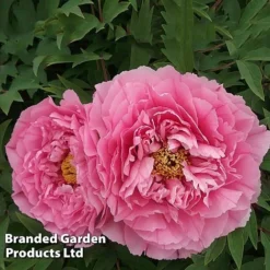 Tree Peony 'Yin Hong Qiao Dui' -Garden Central Sales Store PEON YINHONGQI S50999