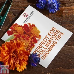Pollinator Flowers Growing Kit -Garden Central Sales Store PERF TKA1544A C