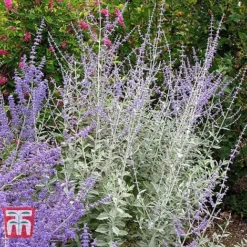 Perovskia Atriplicifolia 'Silvery Blue' -Garden Central Sales Store PERO T62071 C