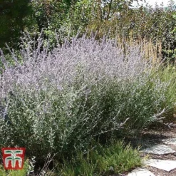 Perovskia Atriplicifolia 'Silvery Blue' -Garden Central Sales Store PERO T62071 E