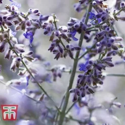 Perovskia Atriplicifolia 'Silvery Blue' -Garden Central Sales Store PERO T62071 F