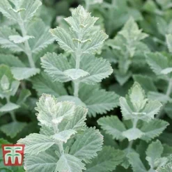 Perovskia Atriplicifolia 'Silvery Blue' -Garden Central Sales Store PERO T62071 I