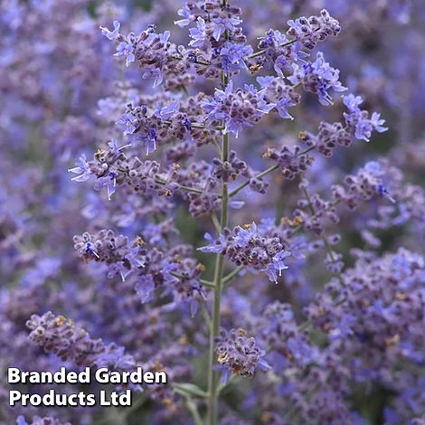 Perovskia 'Bluesette' 2 Perovskia 'Bluesette' - Image 2