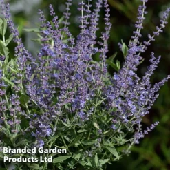 Perovskia 'Bluesette' 7 Perovskia 'Bluesette' -Garden Central Sales Store PERO BLUESETTE S45048