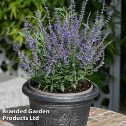 Perovskia 'Bluesette' 8 Perovskia 'Bluesette' -Garden Central Sales Store PERO BLUESETTE S45049
