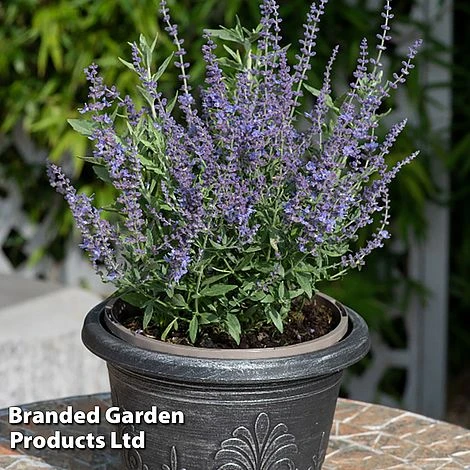 Perovskia 'Bluesette' 4 Perovskia 'Bluesette' - Image 4