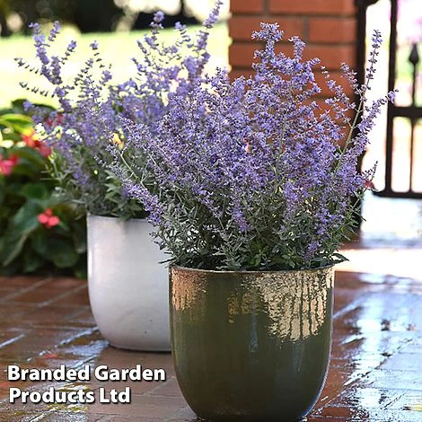 Perovskia 'Bluesette' 1 Perovskia 'Bluesette'