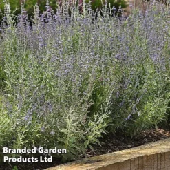 Perovskia 'Bluesette' 9 Perovskia 'Bluesette' -Garden Central Sales Store PERO BLUESETTE S45051
