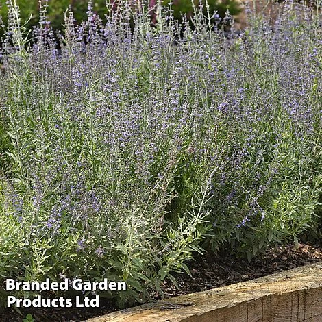 Perovskia 'Bluesette' 5 Perovskia 'Bluesette' - Image 5