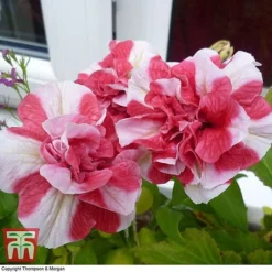 Petunia 'Frills & Spills&trade; Cherry Ripple' -Garden Central Sales Store PETU T16418 B