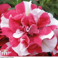 Petunia 'Frills & Spills&trade; Cherry Ripple' -Garden Central Sales Store PETU T16418 C