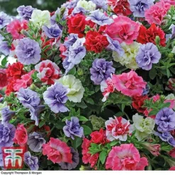 Petunia 'Frills & Spills'&trade; Mixed' Pre-Planted Basket