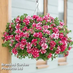 Petunia 'Frills & Spills&trade; Cherry Ripple'