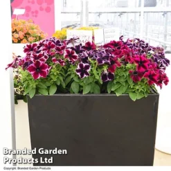 Petunia 'Cosmic Duo' -Garden Central Sales Store PETU COSMICMIX T40830