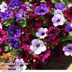 Petunia 'Sky Mix' Trio (with Night Sky) -Garden Central Sales Store PETU SKYMIXED T444481