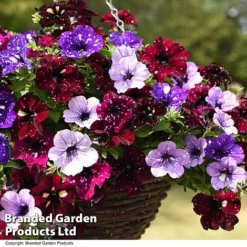 Petunia 'Sky Mix' Trio (with Night Sky) -Garden Central Sales Store PETU SKYMIXED T444491