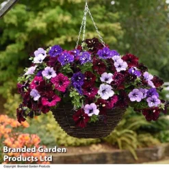Petunia 'Sky Mix' Trio (with Night Sky) -Garden Central Sales Store PETU SKYMIXED T444501