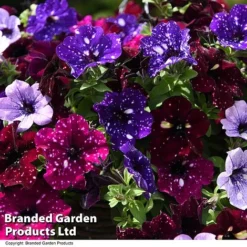 Petunia 'Sky Mix' Trio (with Night Sky) -Garden Central Sales Store PETU SKYMIXED T444521