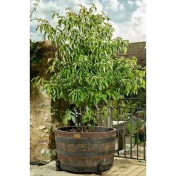 Antique Bronze Coloured Sitting Labrador Potty Feet - Plant Pot Feet -Garden Central Sales Store PF0006 9 new