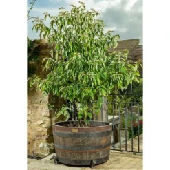 Antique Bronze Coloured Horse Potty Feet - Plant Pot Feet 11 Antique Bronze Coloured Horse Potty Feet - Plant Pot Feet -Garden Central Sales Store PF0037 3 new