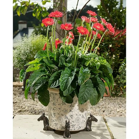 Antique Bronze Coloured Horse Potty Feet - Plant Pot Feet 2 Antique Bronze Coloured Horse Potty Feet - Plant Pot Feet - Image 2