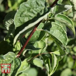 Philadelphus 'Albatre' -Garden Central Sales Store PHIL T66362 C