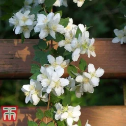 Philadelphus 'Albatre' -Garden Central Sales Store PHIL T66362 D
