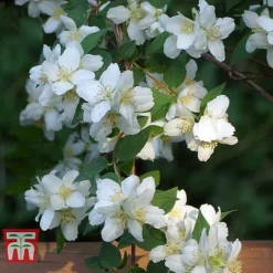 Philadelphus 'Albatre' -Garden Central Sales Store PHIL T66362 E
