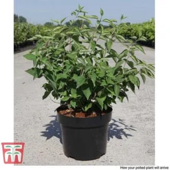 Philadelphus 'Albatre' -Garden Central Sales Store PHIL T66362 F