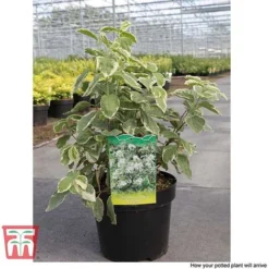 Philadelphus Coronarius 'Variegatus' -Garden Central Sales Store PHIL T66367 C1