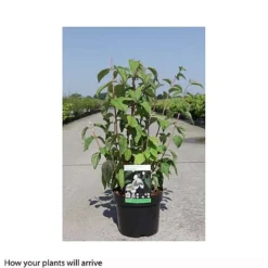 Philadelphus 'Starbright' -Garden Central Sales Store PHIL T66374 B h