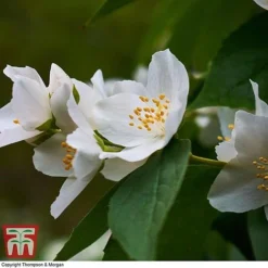 Philadelphus 'Starbright' -Garden Central Sales Store PHIL T66374 C