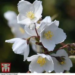 Philadelphus 'Starbright' -Garden Central Sales Store PHIL T66374 F