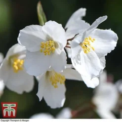 Philadelphus 'Starbright' -Garden Central Sales Store PHIL T66374 G