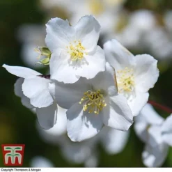 Philadelphus 'Starbright' -Garden Central Sales Store PHIL T66374 I