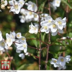Philadelphus 'Starbright' -Garden Central Sales Store PHIL T66374 J