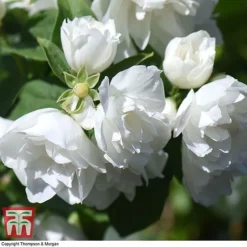 Philadelphus 'Virginal' -Garden Central Sales Store PHIL T68144 H