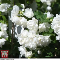 Philadelphus 'Virginal' -Garden Central Sales Store PHIL T68144 J