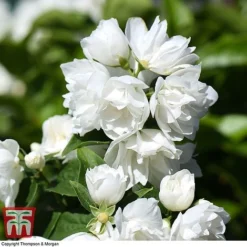 Philadelphus 'Virginal' -Garden Central Sales Store PHIL T68144 K