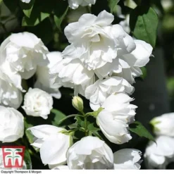 Philadelphus 'Virginal' -Garden Central Sales Store PHIL T68144 M
