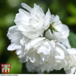Philadelphus 'Virginal' -Garden Central Sales Store PHIL T68144 N