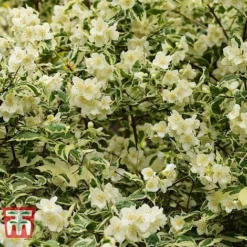 Philadelphus Coronarius 'Variegatus' -Garden Central Sales Store PHIL t66367 D