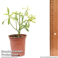 Philotheca Myoporoides -Garden Central Sales Store PHIL MYOPOR8CM T47643