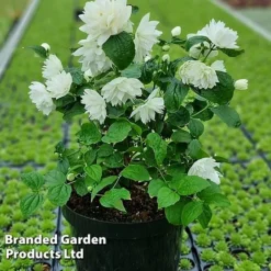 Philadelphus 'Pearls Of Perfume' -Garden Central Sales Store PHIL PEARLPERF H41545