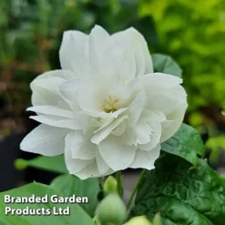Philadelphus 'Pearls Of Perfume' -Garden Central Sales Store PHIL PEARLPERF H41547