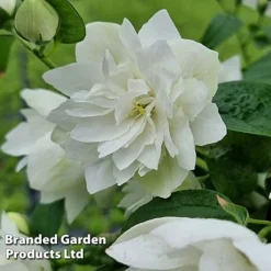 Philadelphus 'Pearls Of Perfume' -Garden Central Sales Store PHIL PEARLPERF H41548