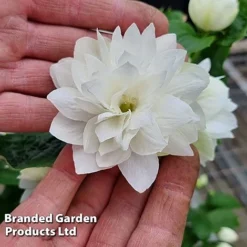 Philadelphus 'Pearls Of Perfume' -Garden Central Sales Store PHIL PEARLPERF H41551