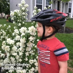 Philadelphus 'Pearls Of Perfume' -Garden Central Sales Store PHIL PEARLPERF H41553